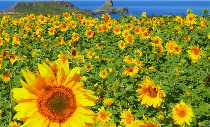 Sunflowers and Worm's Head, Gower